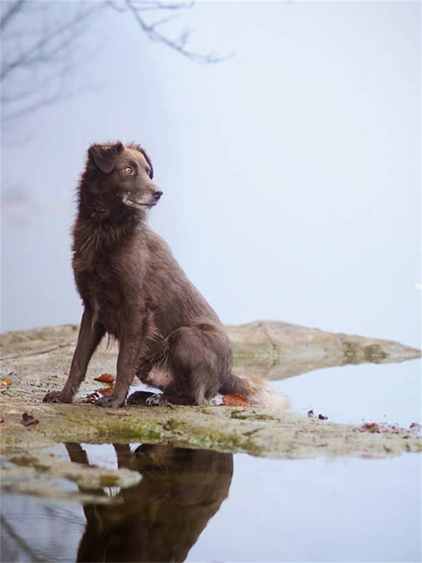 图片 宠物接种疫苗过敏症状识别与应对措施：科学防护指南（附专业处理方案）.jpg