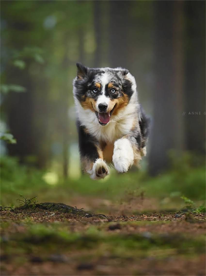 图片 宠物接种疫苗过敏症状识别与应对措施：科学防护指南（附专业处理方案）1.jpg