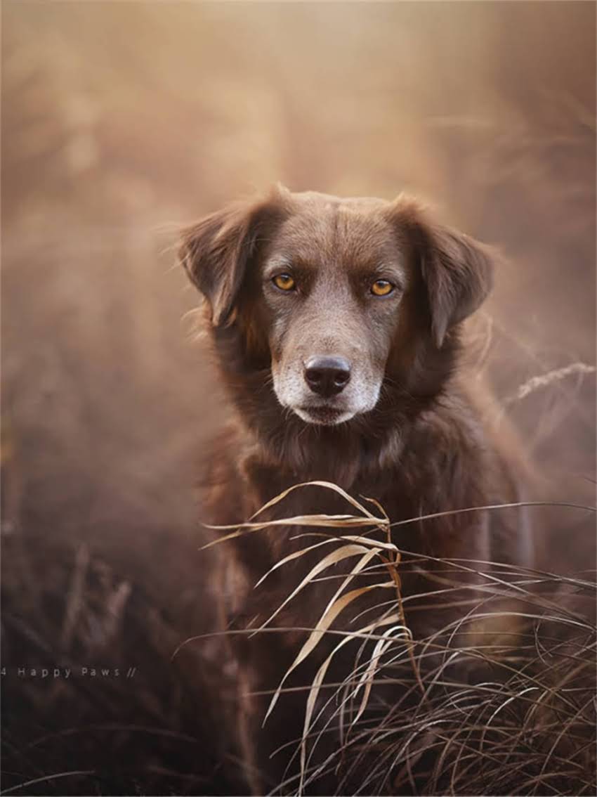 图片 宠物接种疫苗过敏症状识别与应对措施：科学防护指南（附专业处理方案）2.jpg