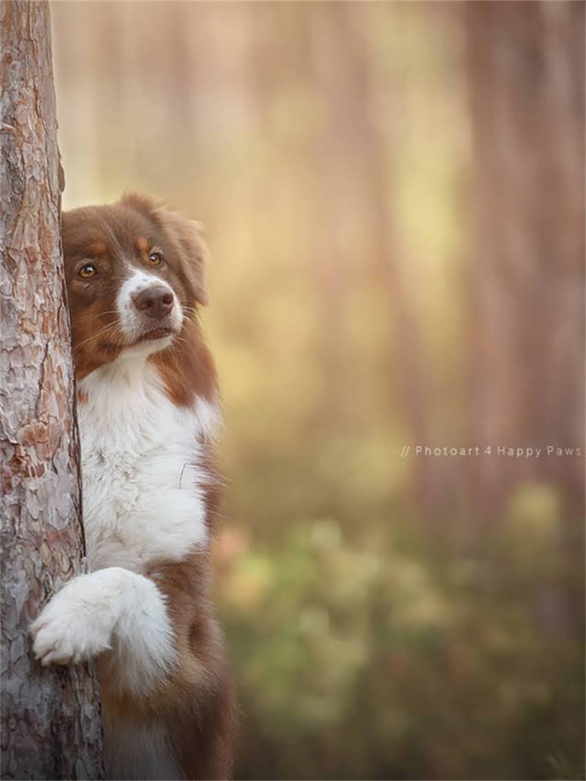 图片 宠物狗不打疫苗可以吗？后果严重吗？科学解读疫苗必要性及风险防控指南.jpg