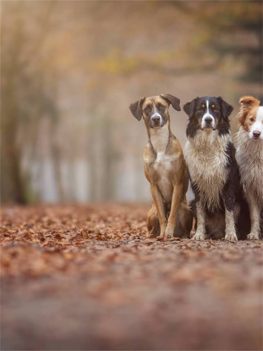 图片 宠物狗不打疫苗可以吗？后果严重吗？科学解读疫苗必要性及风险防控指南2.jpg