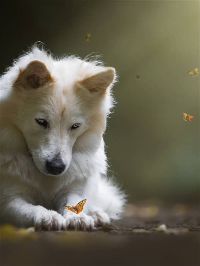 图片 宠物狗纯种的概念与科学饲养指南1.jpg