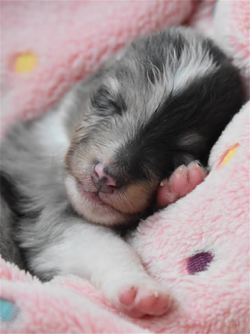 图片 宠物猫狗必须吃狗粮的7大科学原因：营养均衡与长期健康的秘密.jpg