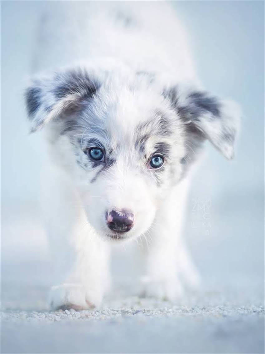 图片 宠物疫苗失效如何鉴别？科学判断指南与方法与注意事项.jpg