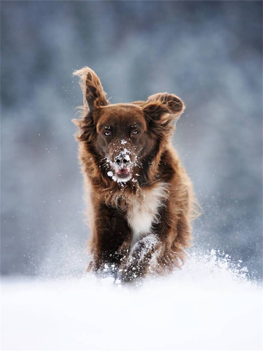 图片 宠物疫苗失效如何鉴别？科学判断指南与方法与注意事项1.jpg