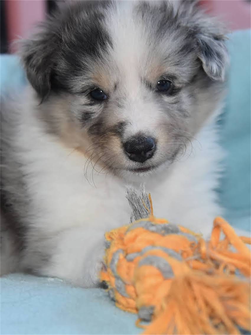 图片 宠物疫苗定点单位选择指南：权威机构名单及接种注意事项1.jpg