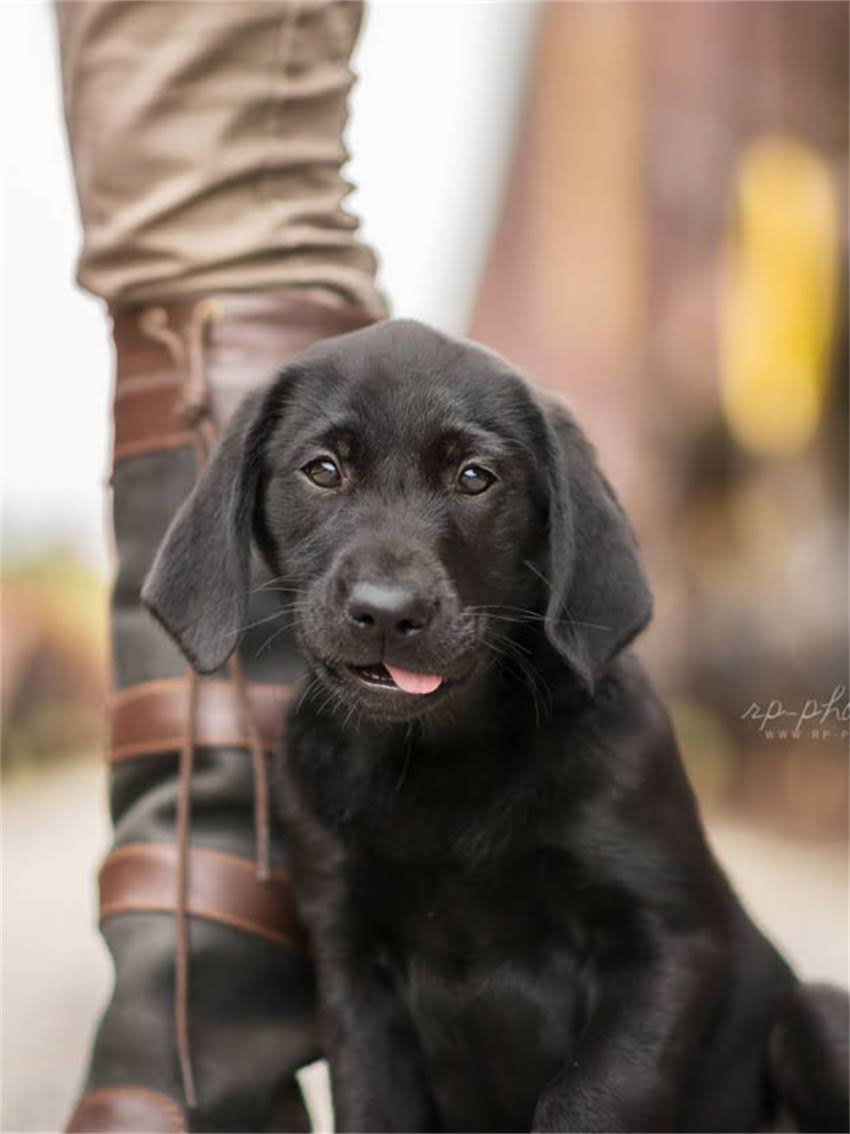 图片 宠物疫苗定点单位选择指南：权威机构名单及接种注意事项2.jpg