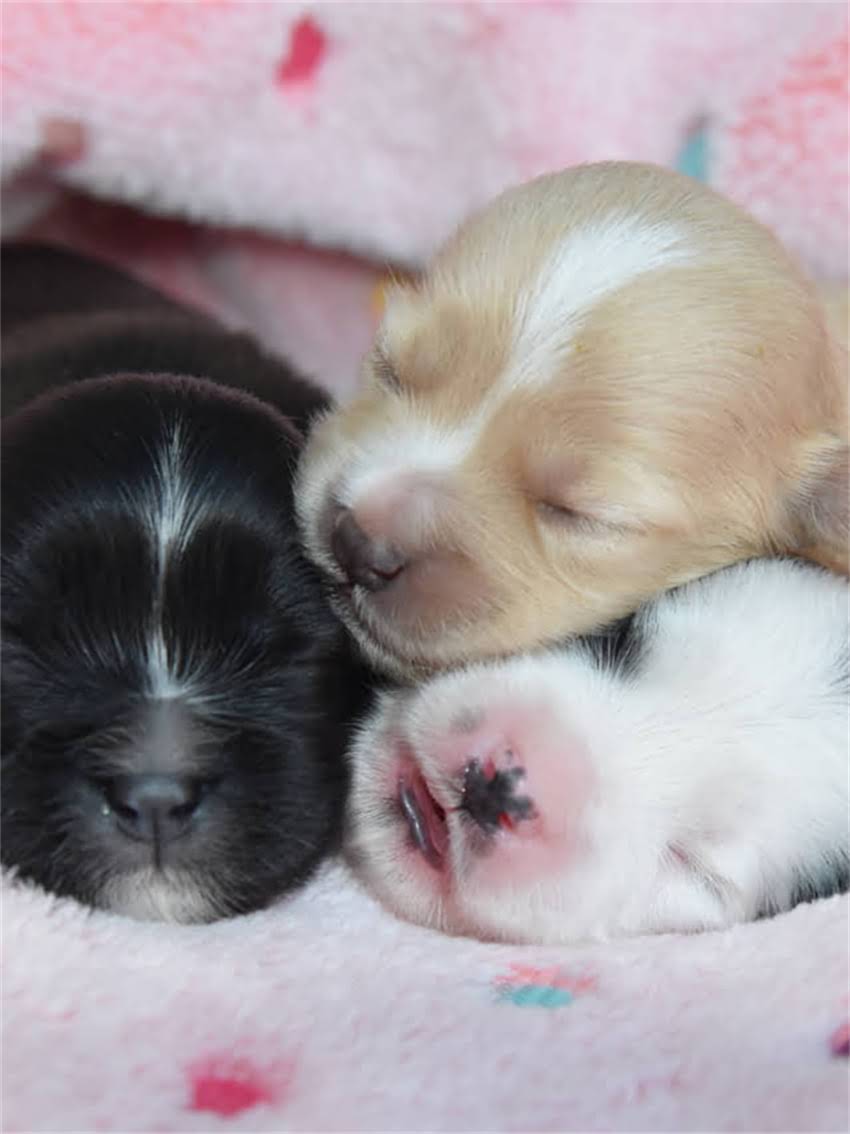 图片 宠物疫苗本正确填写与注意事项：科学记录守护毛孩健康1.jpg