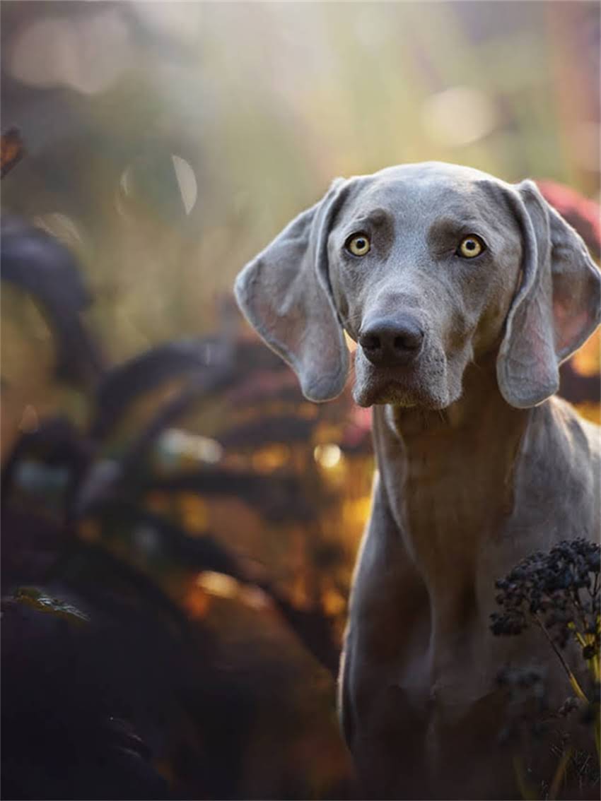 图片 宠物疫苗权威指南：Merial疫苗品牌全+避坑攻略（附真实案例）.jpg