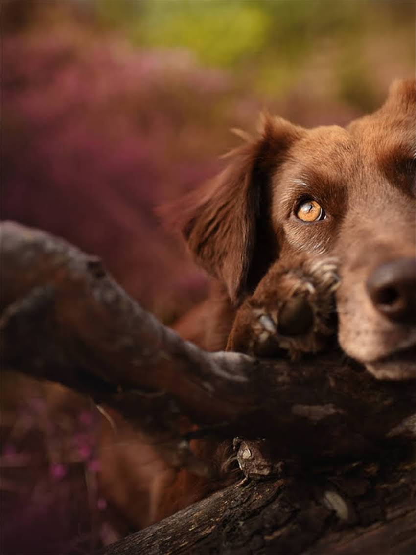 图片 宠物疫苗权威指南：Merial疫苗品牌全+避坑攻略（附真实案例）1.jpg