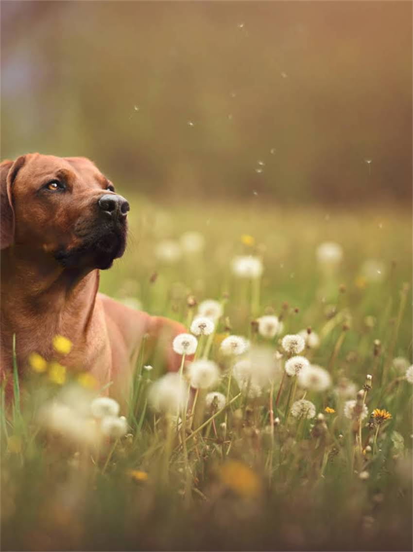 图片 宠物疫苗权威指南：Merial疫苗品牌全+避坑攻略（附真实案例）2.jpg