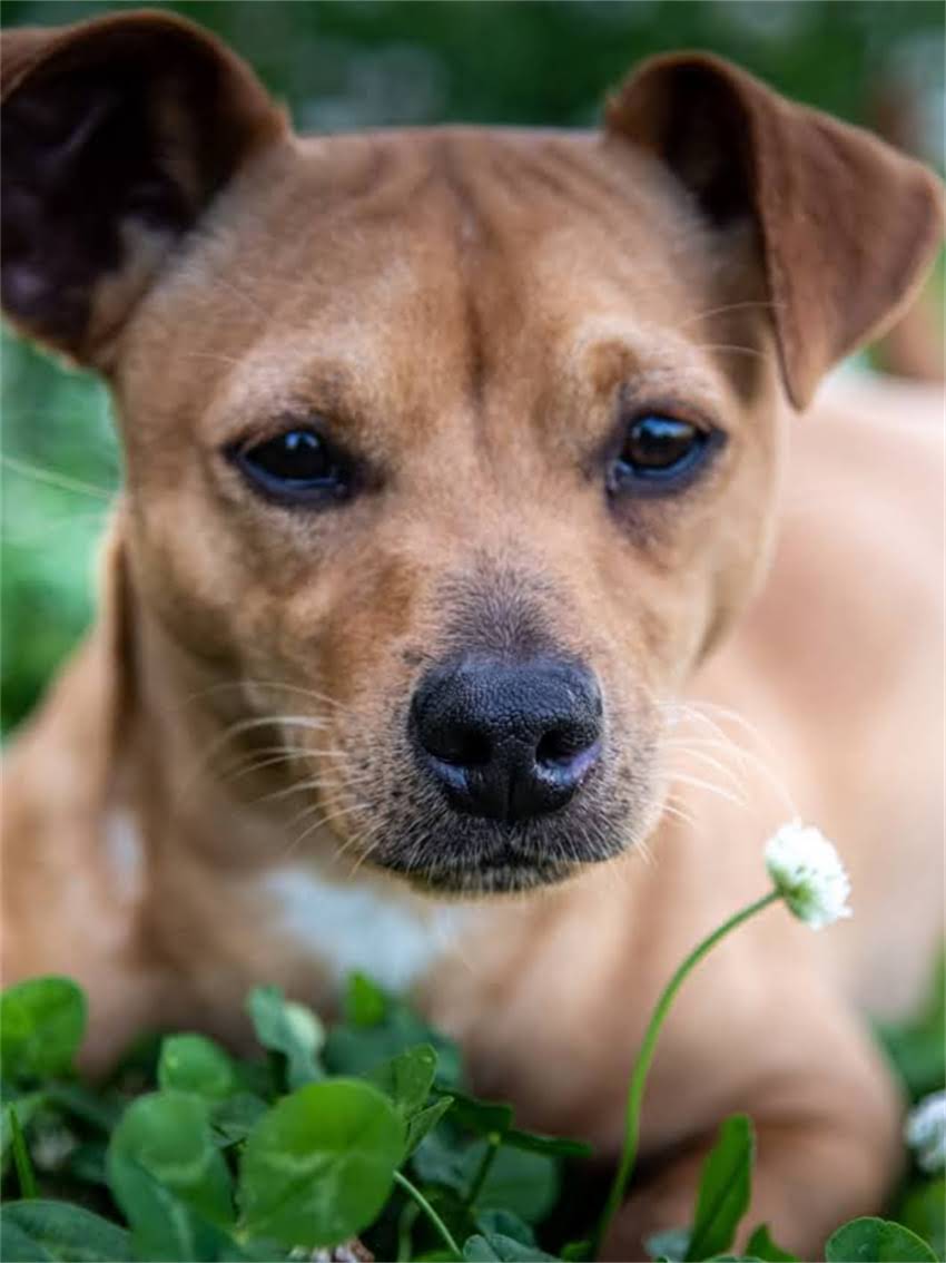 图片 宠物疫苗证鉴别全攻略：如何辨别真伪及注意事项？.jpg