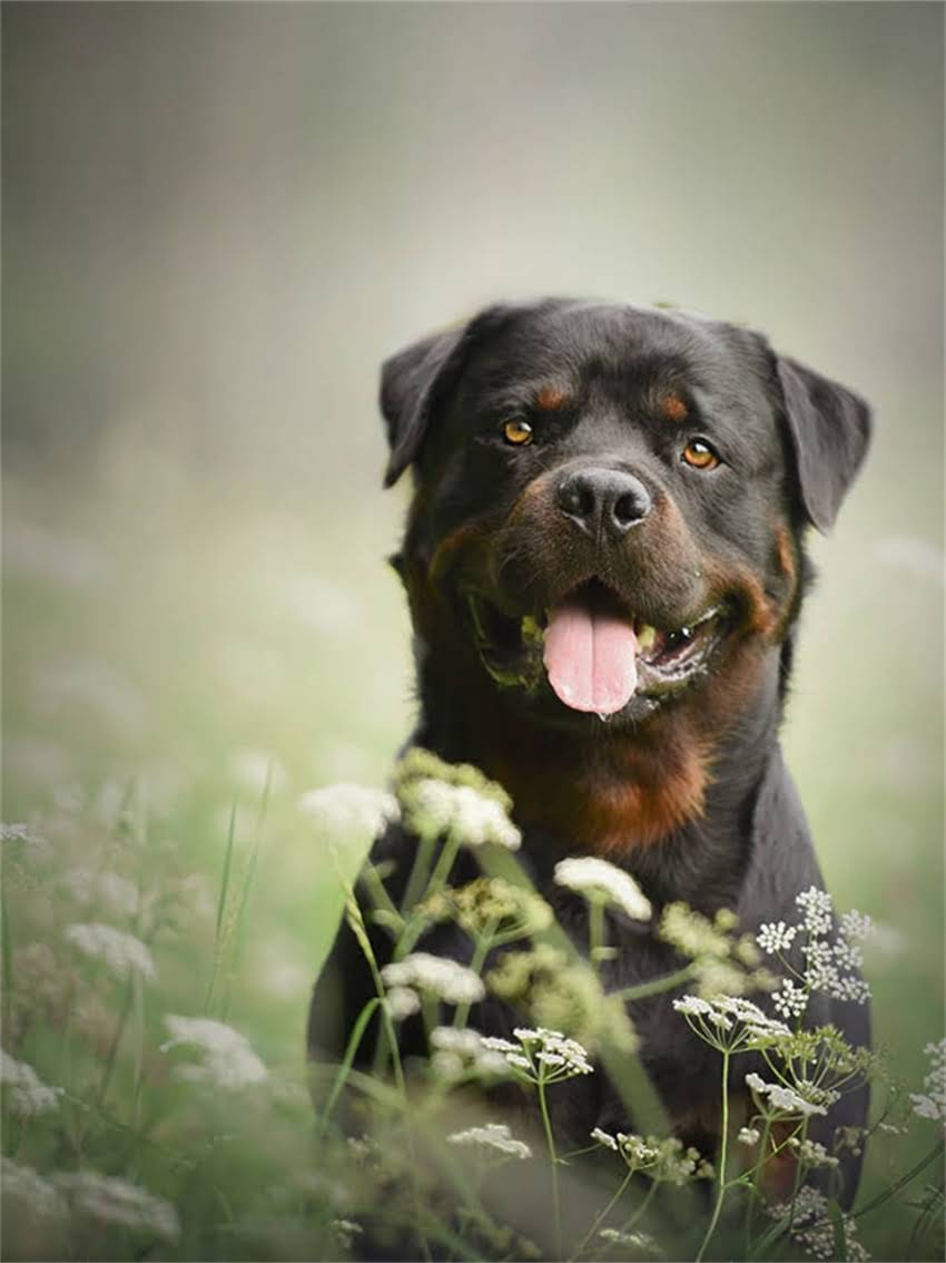 图片 宠物疫苗证鉴别全攻略：如何辨别真伪及注意事项？1.jpg