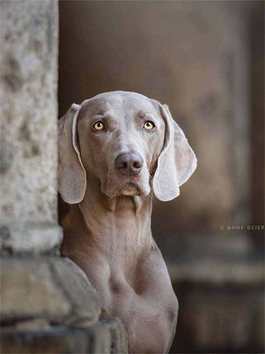 图片 宠物疫苗证鉴别全攻略：如何辨别真伪及注意事项？2.jpg