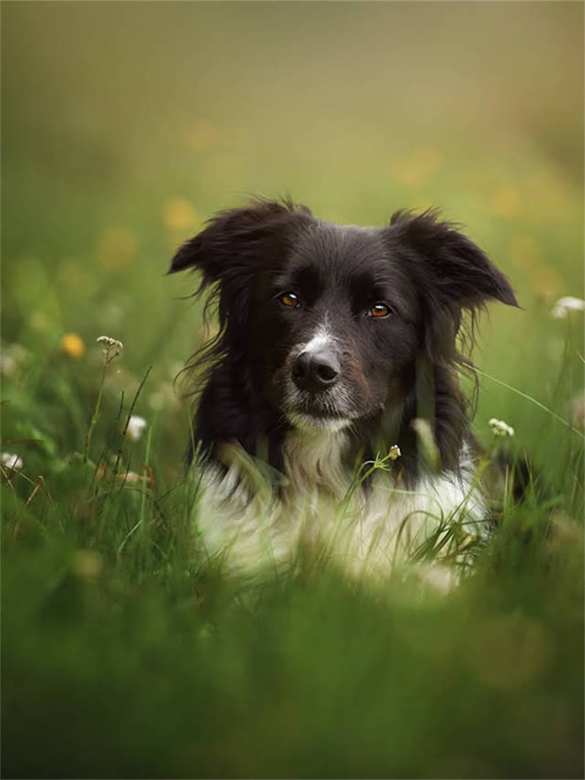 图片 宠物进口疫苗品牌权威推荐：如何安全挑选及注意事项全.jpg