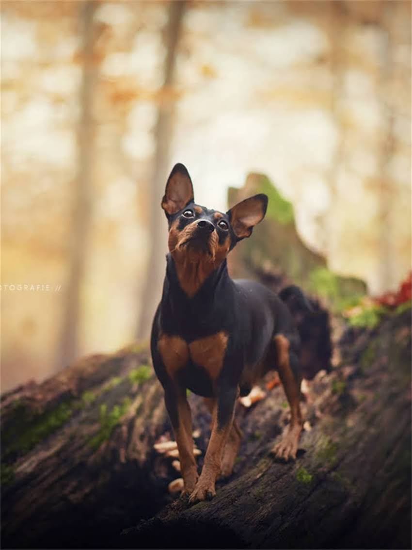 图片 宠物进口疫苗品牌权威推荐：如何安全挑选及注意事项全1.jpg