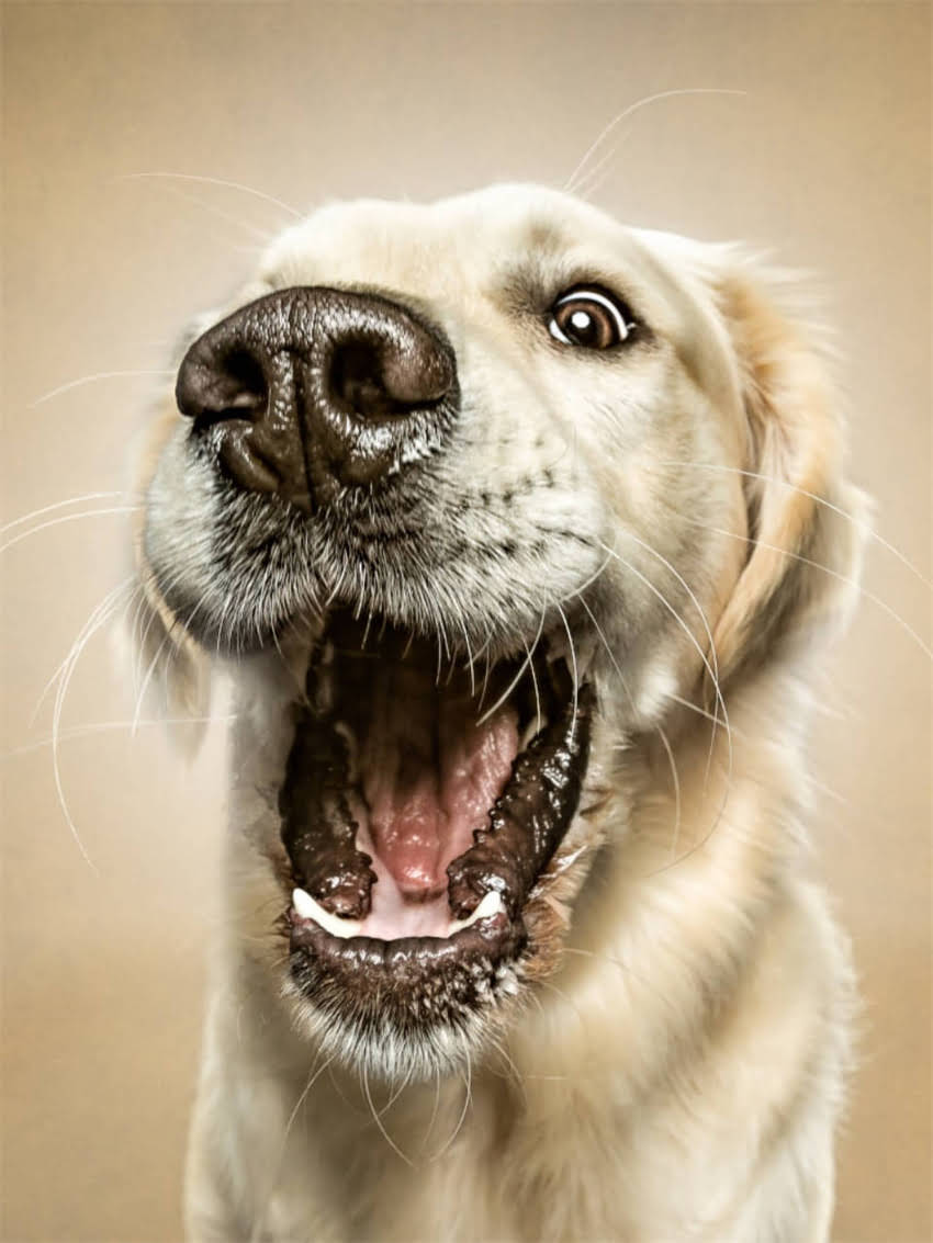 图片 家养狗接种狂犬疫苗全攻略：接种后注意事项与常见问题解答（附疫苗选择指南）.jpg