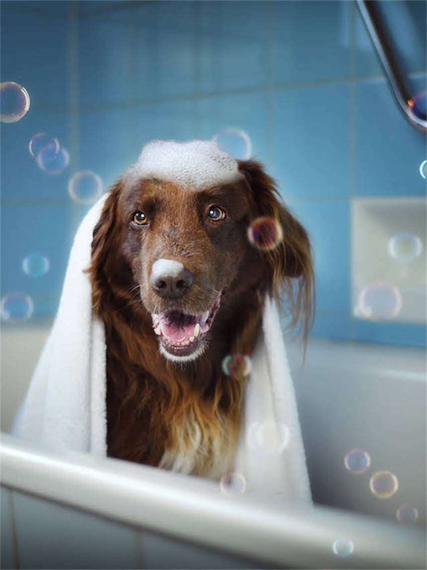 图片 家养金毛犬会得狂犬病吗？5大预防措施和症状识别全.jpg