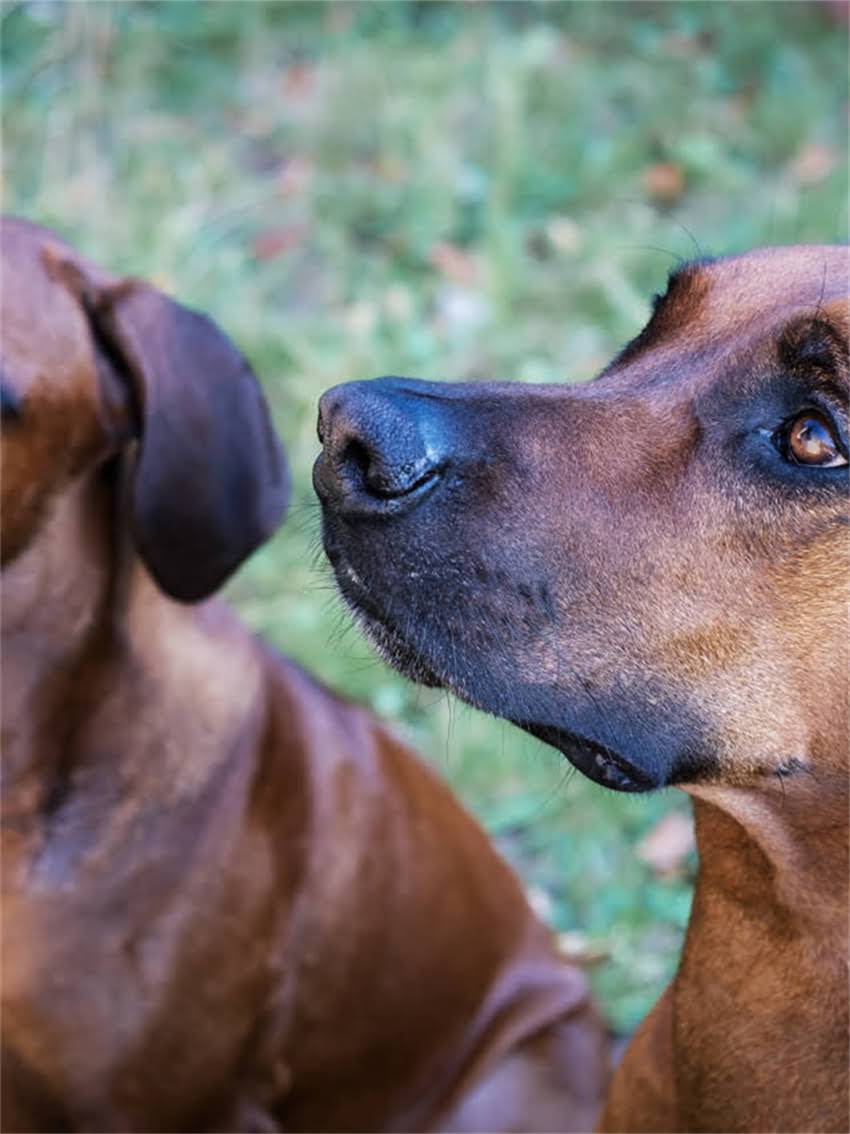 图片 家养金毛犬会得狂犬病吗？5大预防措施和症状识别全1.jpg