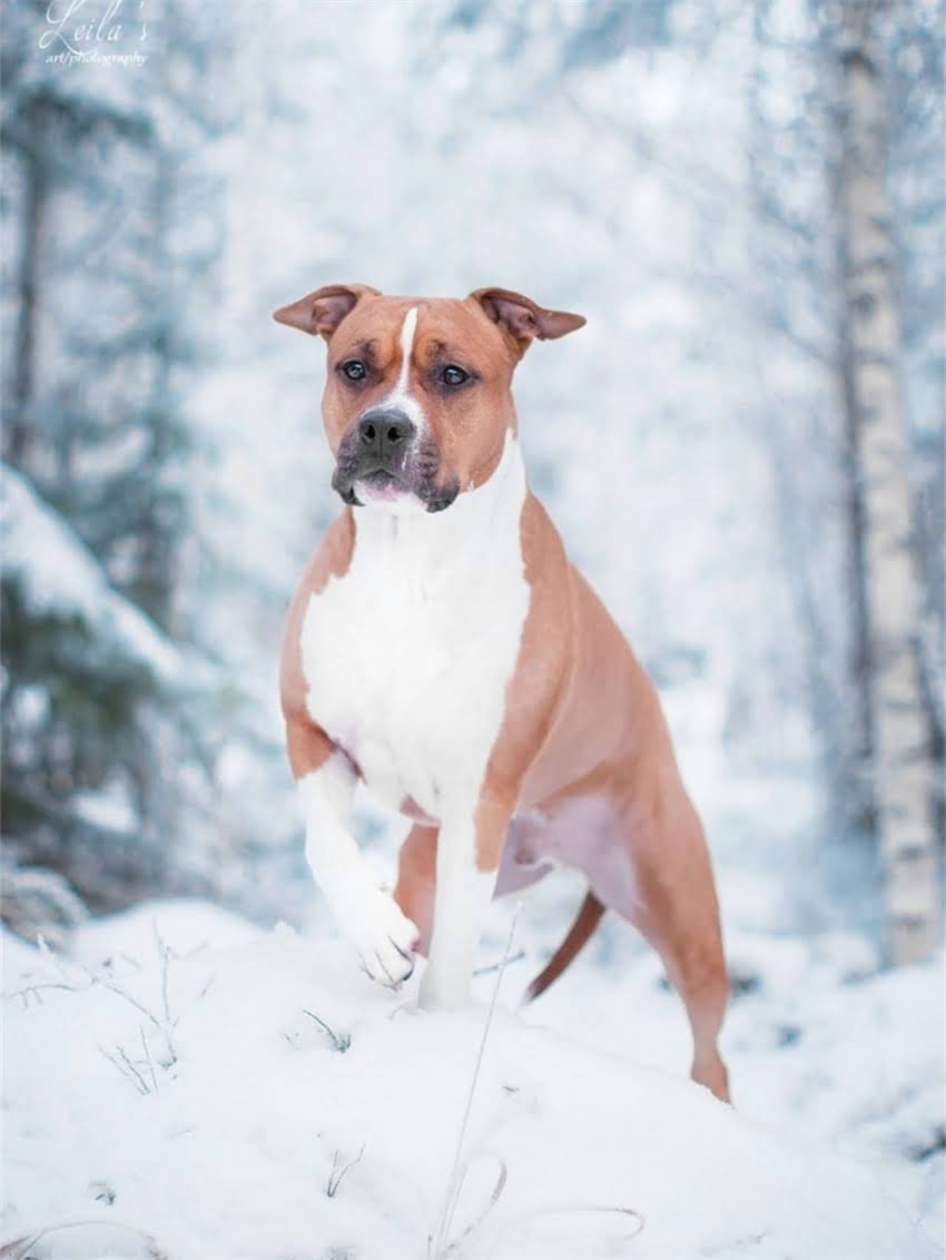 图片 家养金毛犬会得狂犬病吗？5大预防措施和症状识别全2.jpg