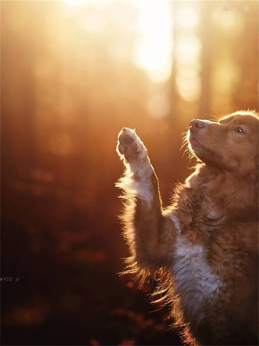 图片 家庭繁育纯种松鼠全流程：品种介绍饲养技巧健康保障.jpg