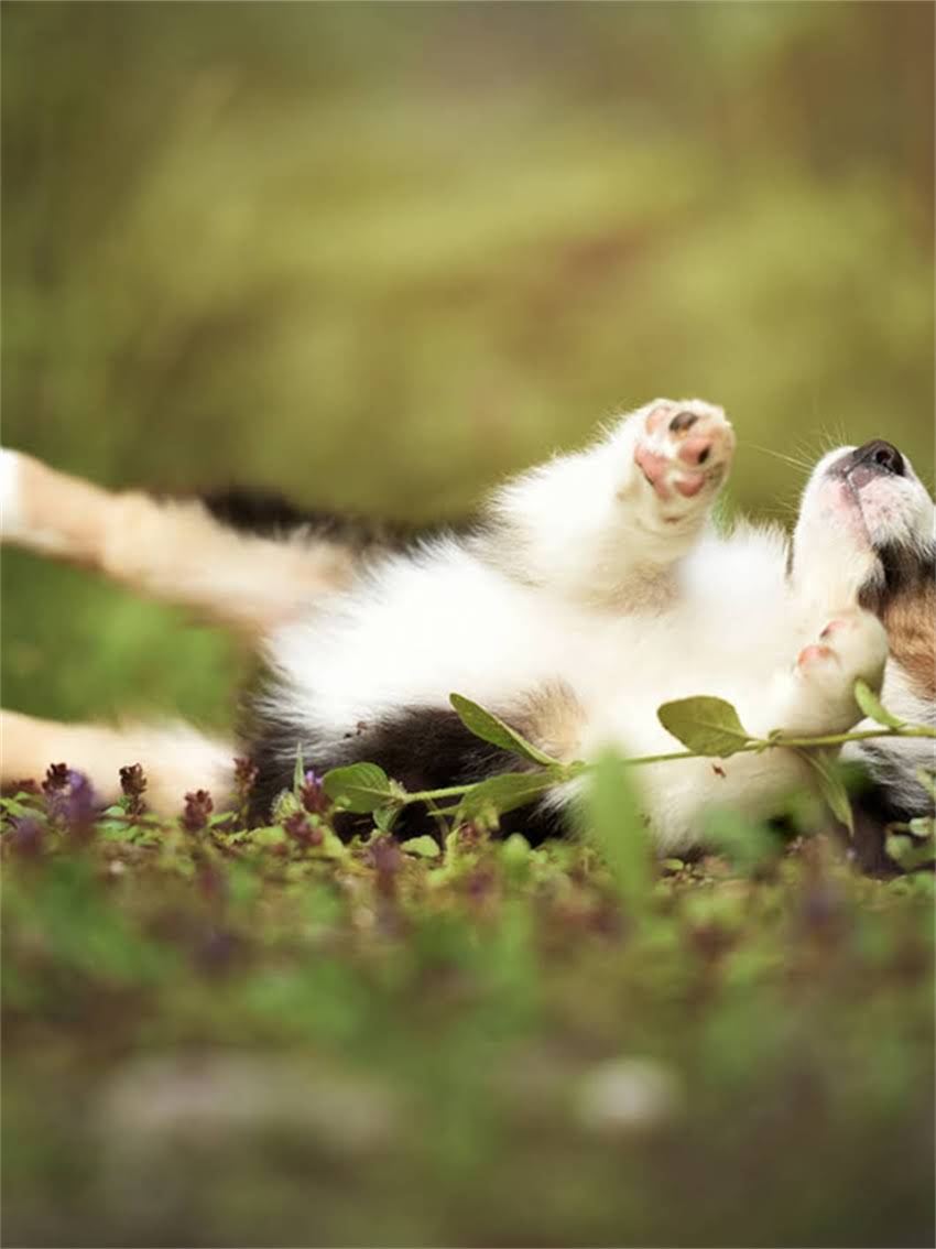 图片 家庭繁育纯种松鼠全流程：品种介绍饲养技巧健康保障1.jpg