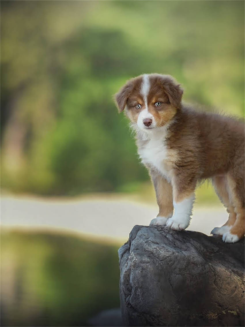 图片 家庭繁育纯种松鼠全流程：品种介绍饲养技巧健康保障2.jpg