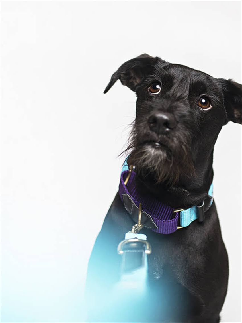 图片 家庭自制狗狗玩具DIY教程：5种安全材料制作指南，让爱犬健康快乐一夏天.jpg