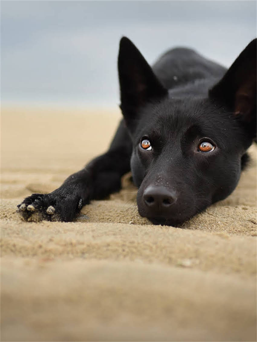 图片 家庭自制狗狗玩具DIY教程：5种安全材料制作指南，让爱犬健康快乐一夏天2.jpg