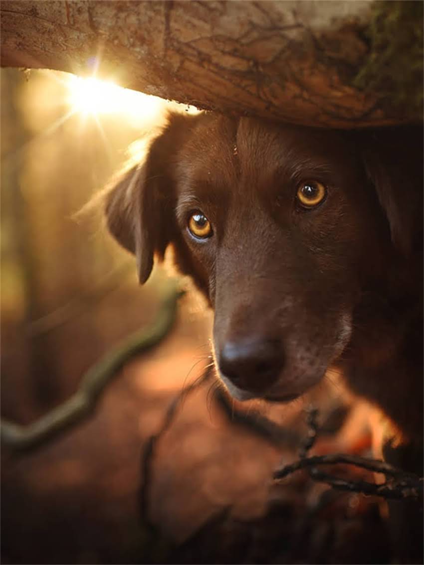 图片 家庭自制狗粮教程：低成本健康配方，月省300元！附详细步骤与注意事项1.jpg