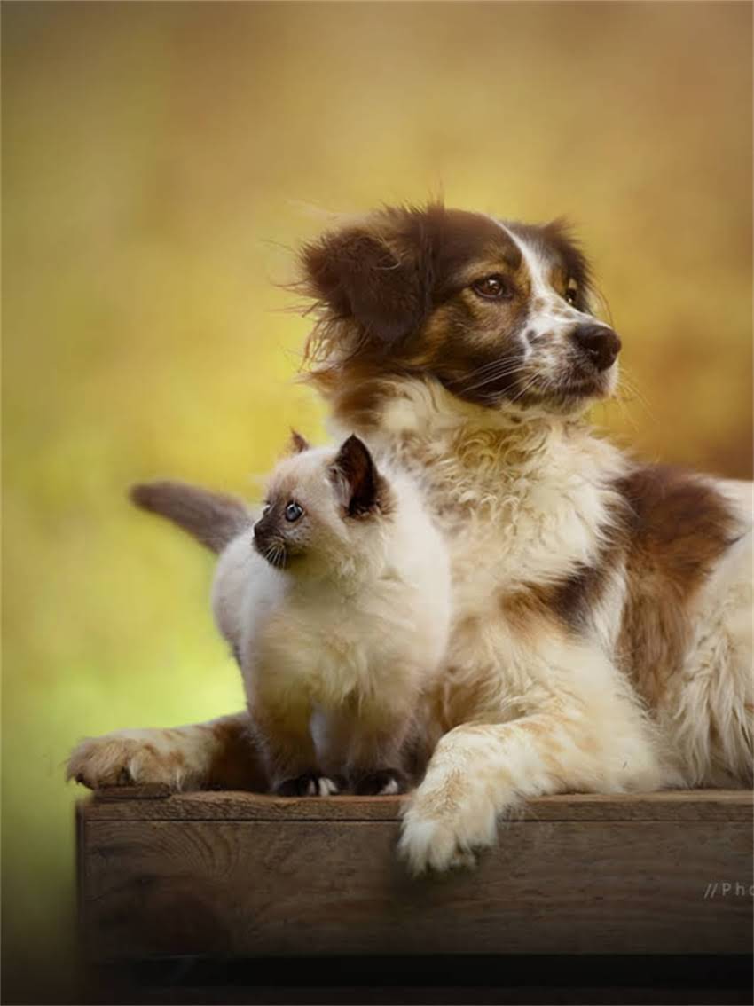 图片 家庭自制狗粮教程：低成本健康配方，月省300元！附详细步骤与注意事项2.jpg