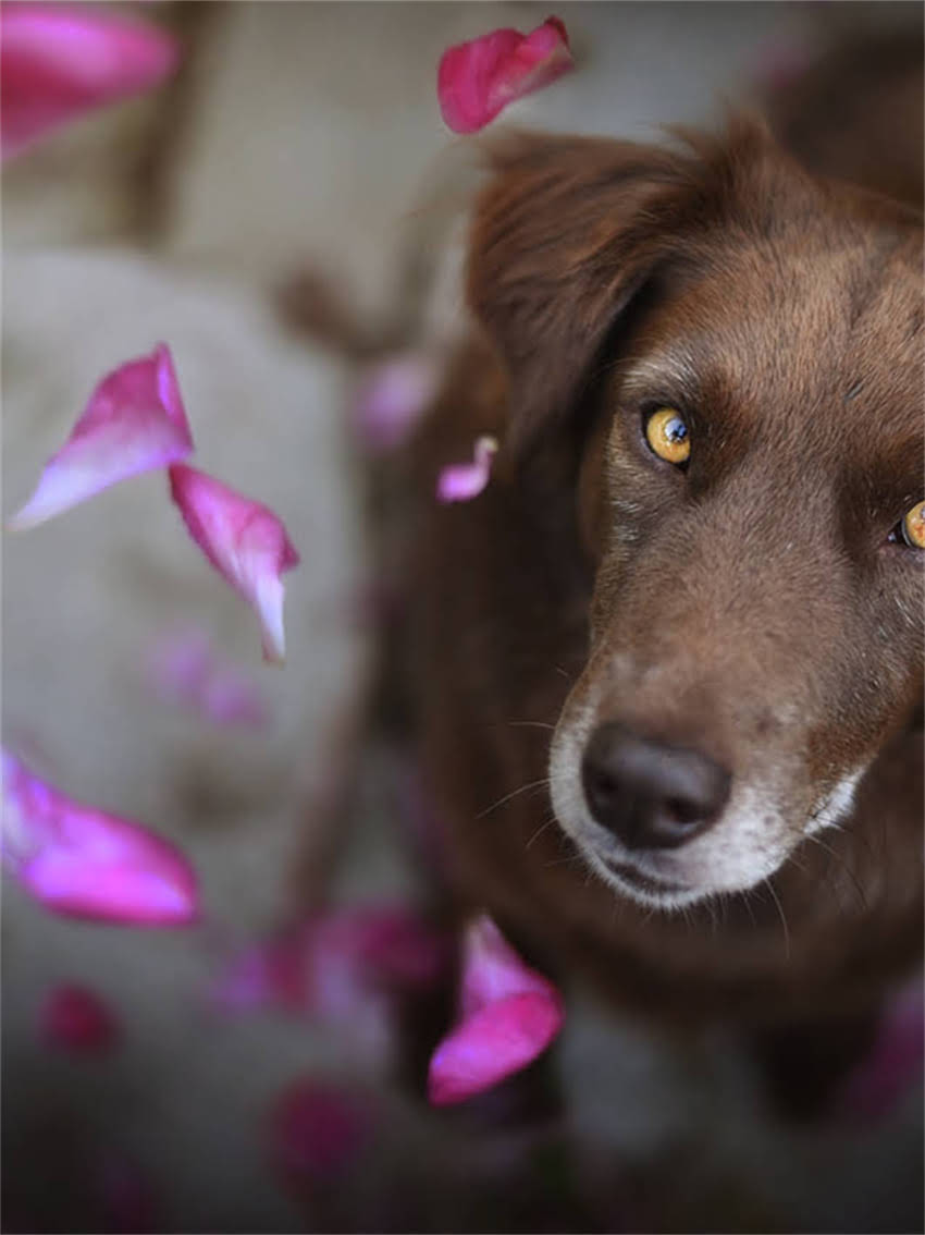 图片 家庭自制猫粮教程：如何用5种常见食材做出营养均衡的平价猫粮（附详细配方与步骤）2.jpg