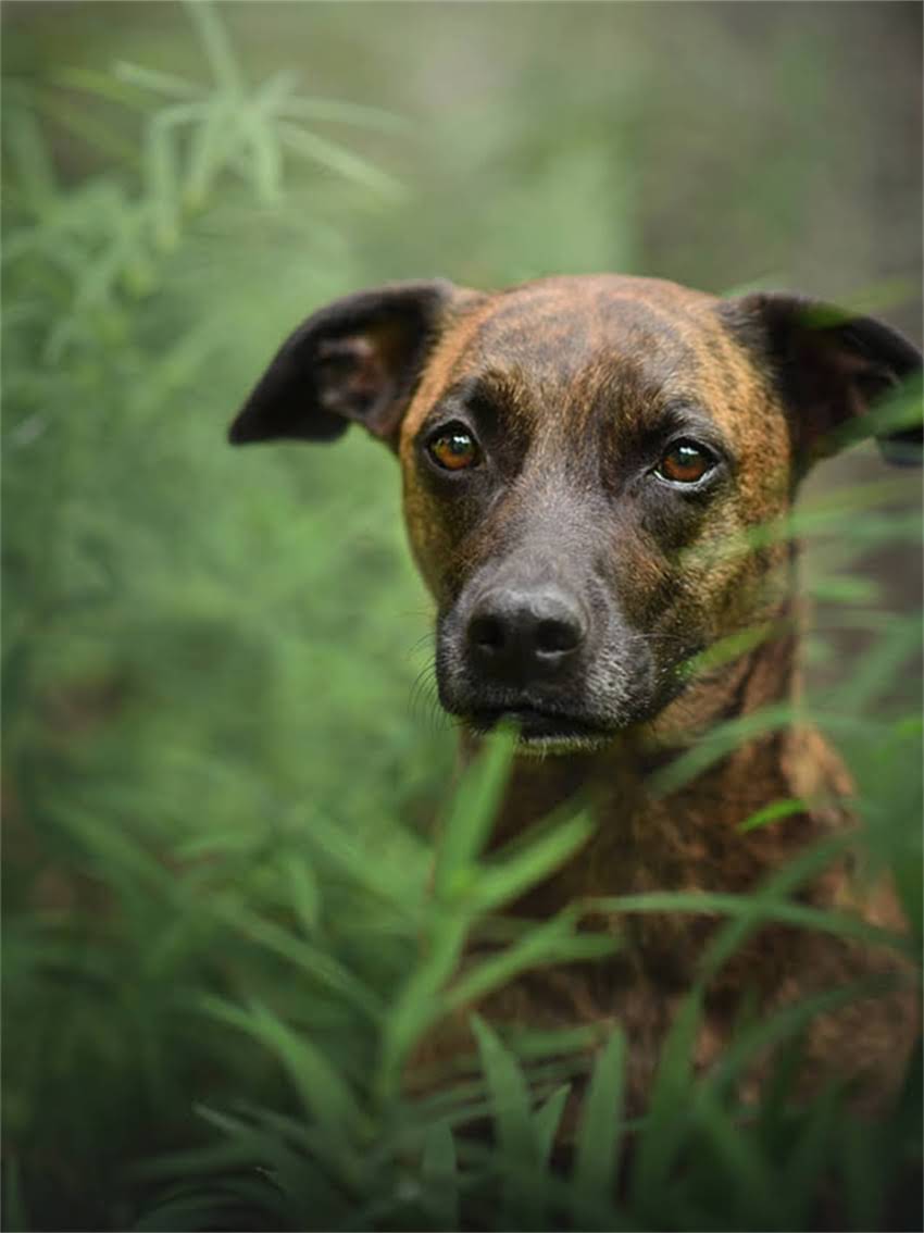 图片 家里养白色吉娃娃狗吉利吗？这5个关键点决定你家运势和健康！.jpg