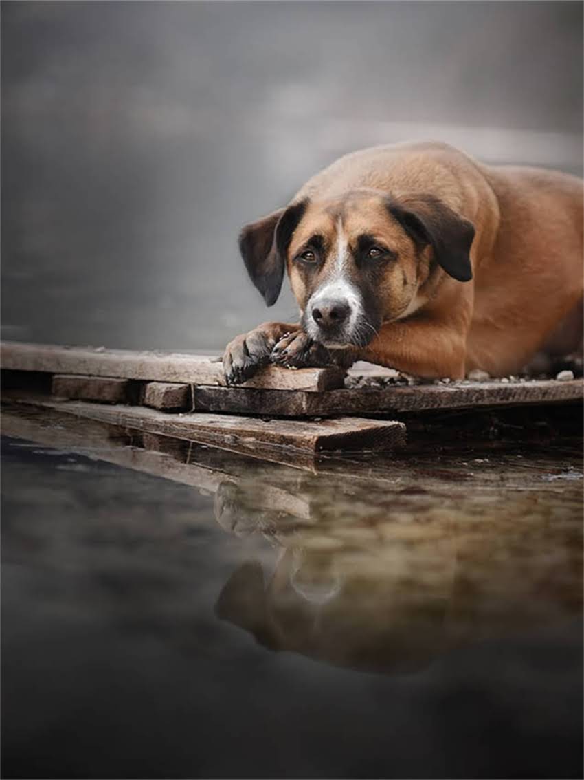 图片 家里养白色吉娃娃狗吉利吗？这5个关键点决定你家运势和健康！2.jpg