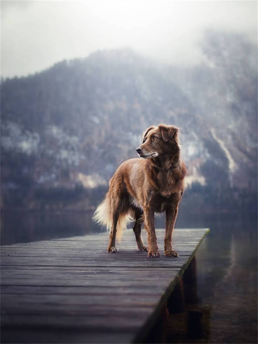 图片 小体博美与泰迪、比熊犬全攻略：如何科学鉴别品种特征及饲养要点.jpg