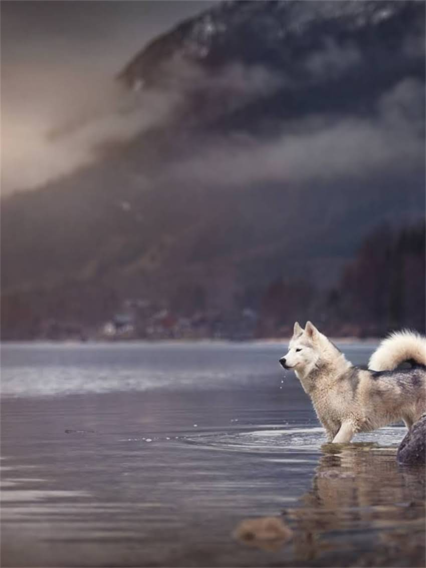 图片 小体博美犬成年体重标准及饲养指南：科学喂养与健康管理全.jpg