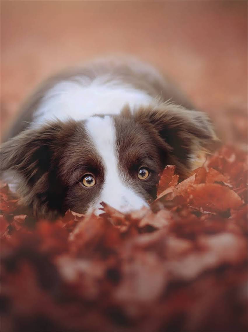 图片 小体博美犬成年体重标准及饲养指南：科学喂养与健康管理全1.jpg