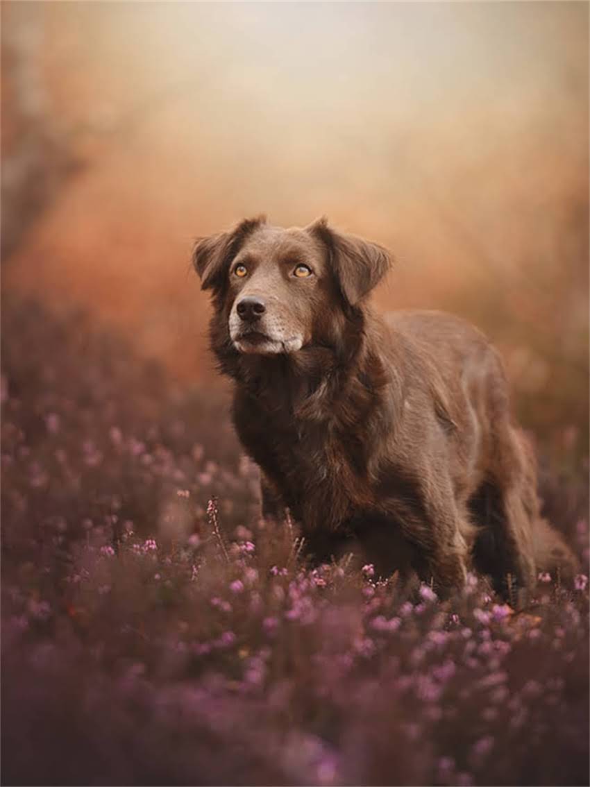 图片 小体博美犬成年体重标准及饲养指南：科学喂养与健康管理全2.jpg