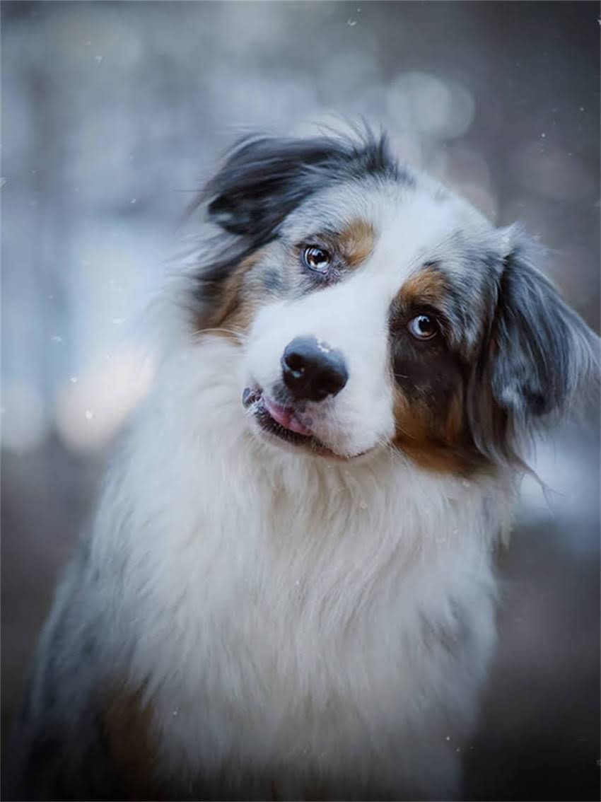 图片 小体灰色贵宾犬多少钱？最新价格及选购全攻略（附养宠指南）1.jpg