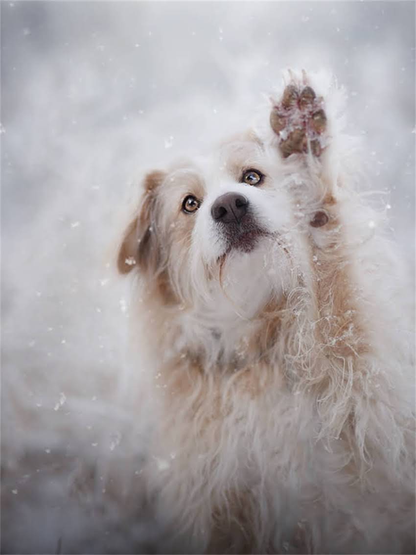 图片 小体灰色贵宾犬多少钱？最新价格及选购全攻略（附养宠指南）2.jpg