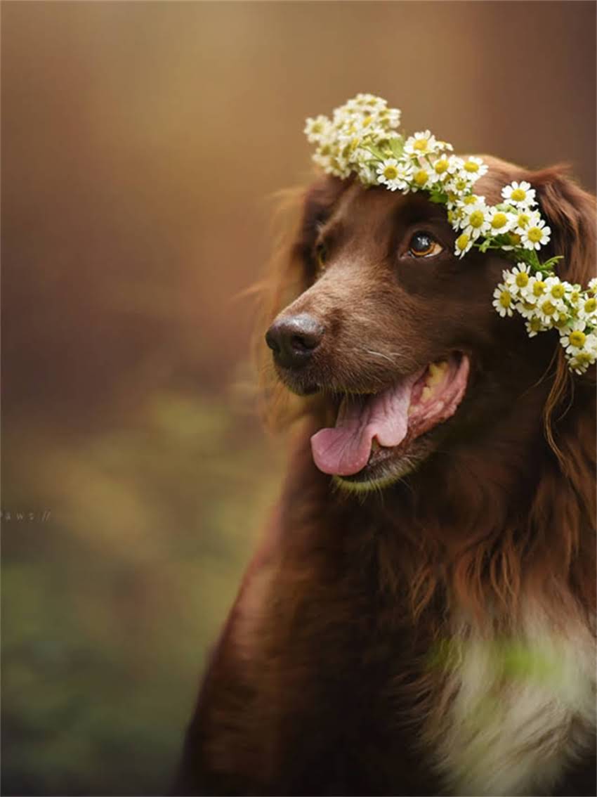 图片 小体贵宾犬vs玩具贵宾犬：品种全与饲养指南（附对比表格）1.jpg