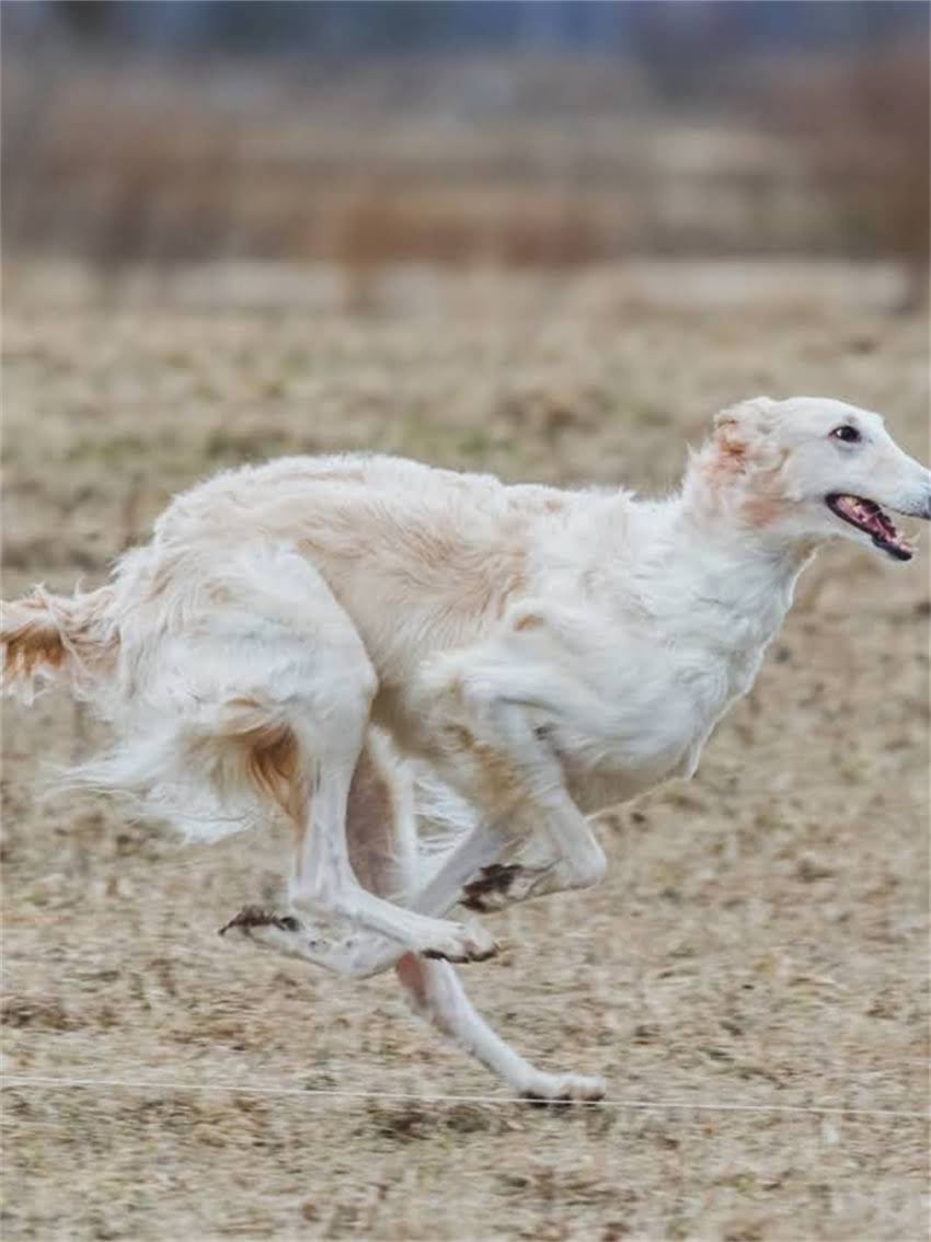 图片 小体贵宾犬vs玩具贵宾犬：品种全与饲养指南（附对比表格）2.jpg