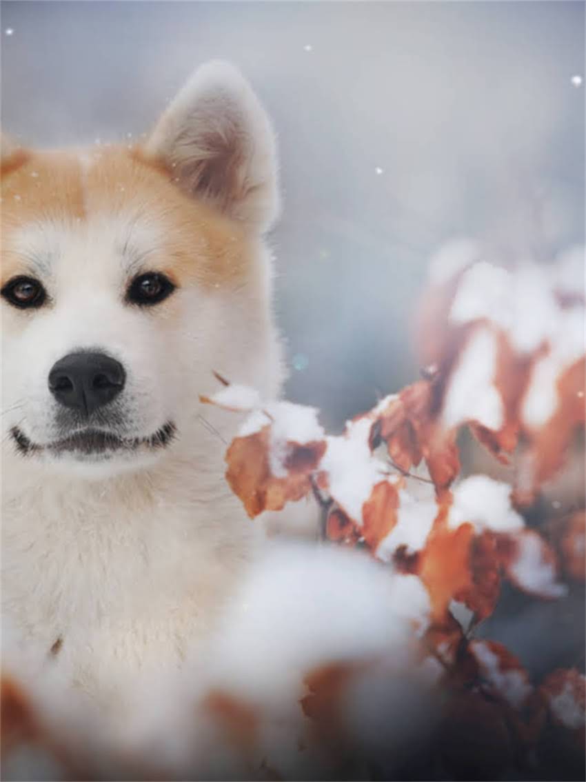 图片 小体阿拉斯加是什么？小型阿拉斯加犬的品种特征与饲养指南.jpg