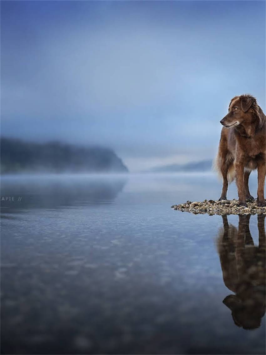 图片 小体阿拉斯加是什么？小型阿拉斯加犬的品种特征与饲养指南1.jpg