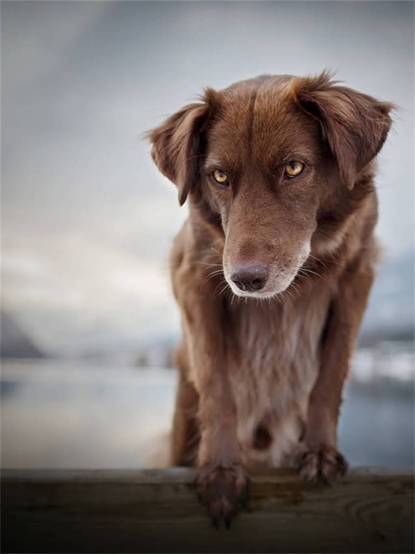 图片 小博美一天吃多少狗粮？科学喂养指南与营养需求全.jpg