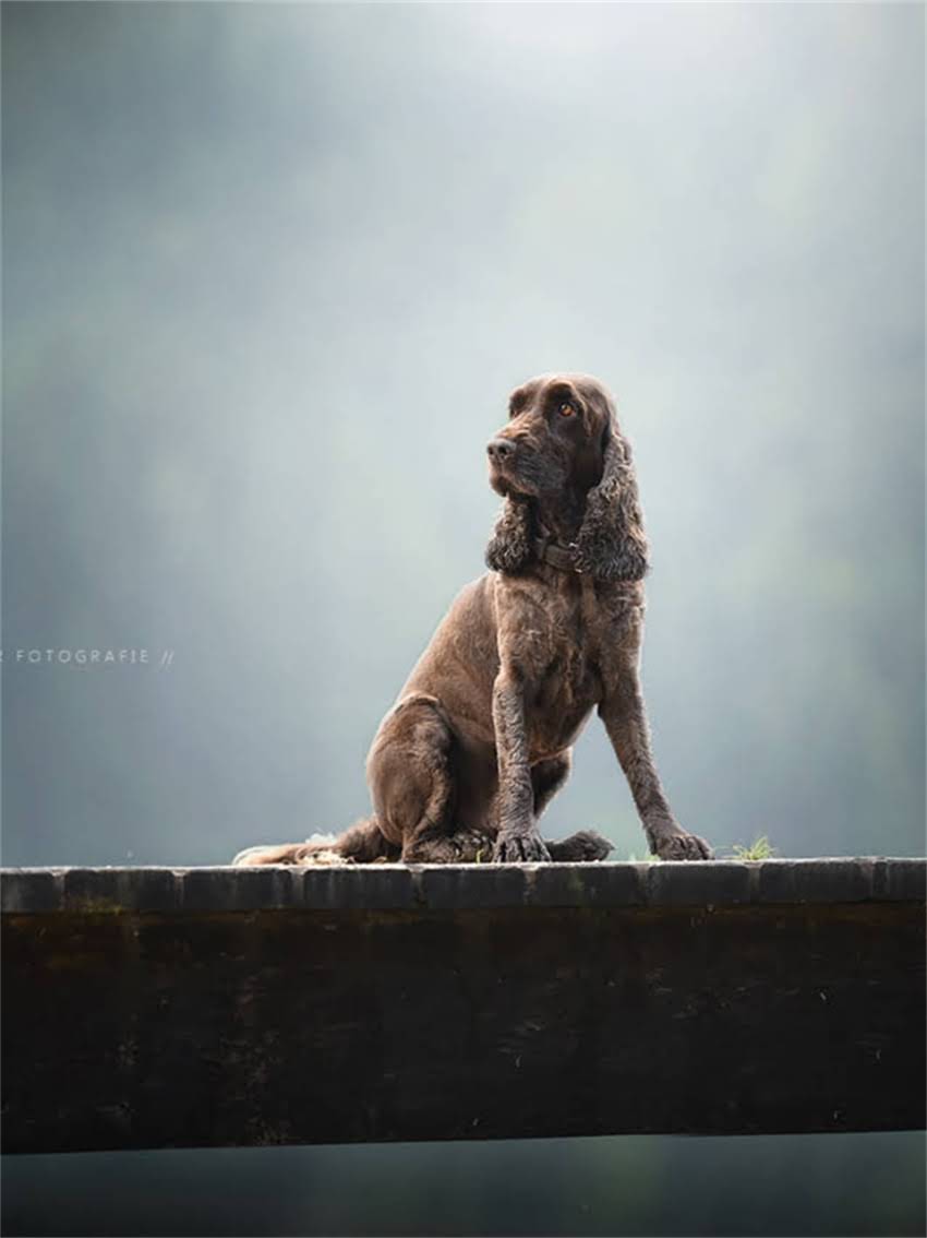 图片 小博美一天吃多少狗粮？科学喂养指南与营养需求全1.jpg