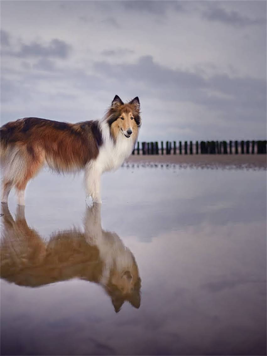 图片 小博美一天吃多少狗粮？科学喂养指南与营养需求全2.jpg