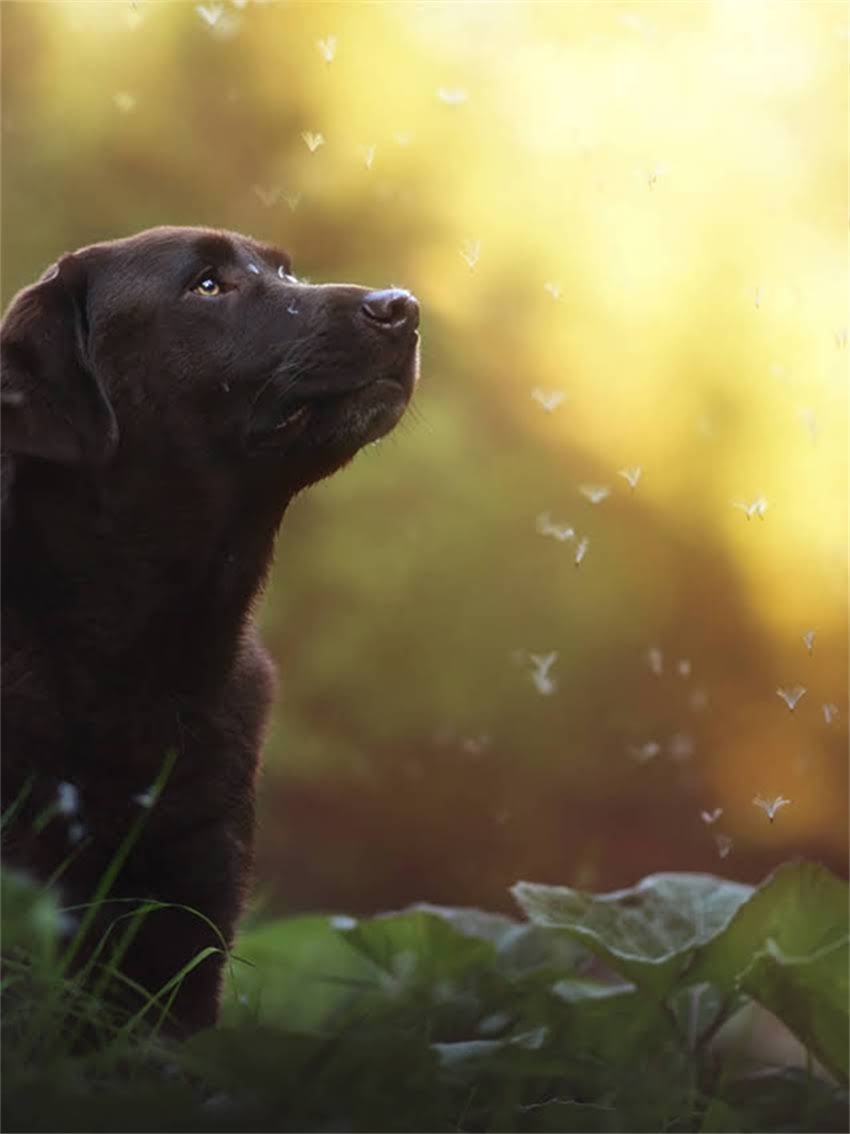 图片 小博美眼睛清洁全攻略：专业步骤+常见误区+预防护理指南2.jpg