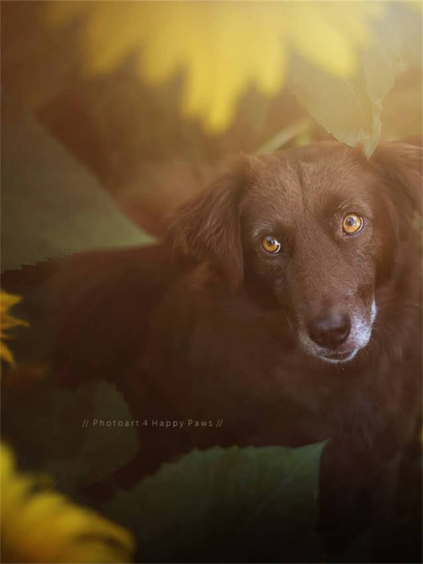 图片 小卡斯罗犬科学喂养指南：如何选择优质狗粮及营养搭配建议.jpg