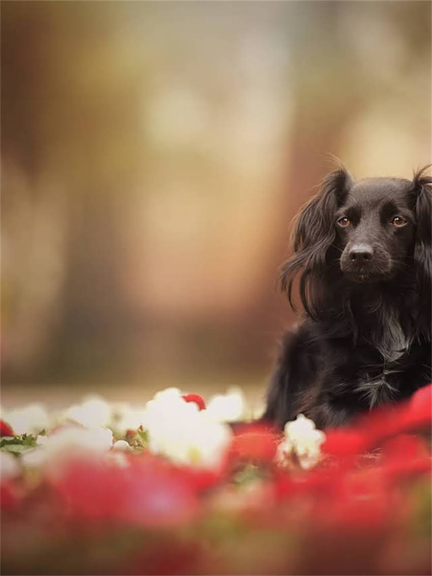 图片 小卡斯罗犬科学喂养指南：如何选择优质狗粮及营养搭配建议2.jpg